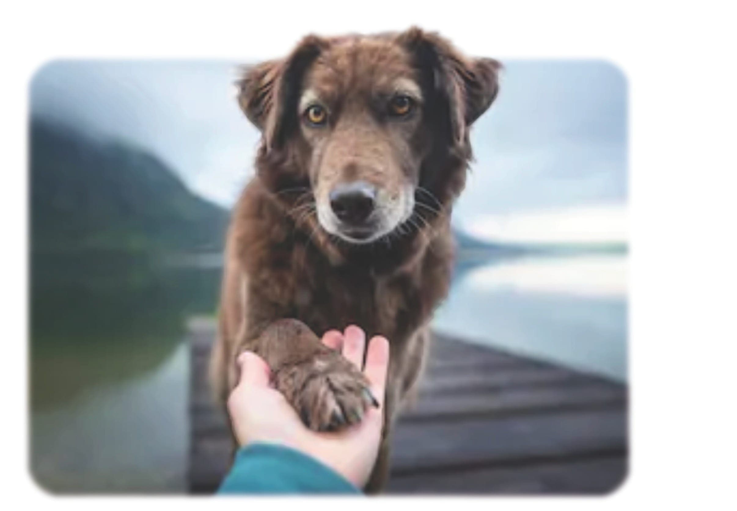 Companion pet providing emotional support and comfort for its handler.