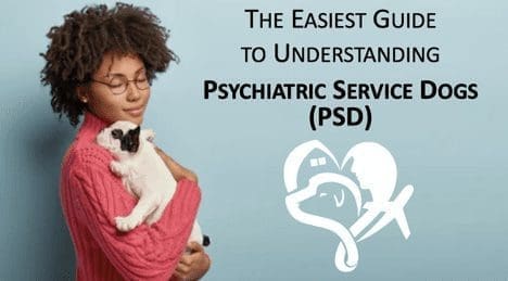 Emotional support animals education guide image