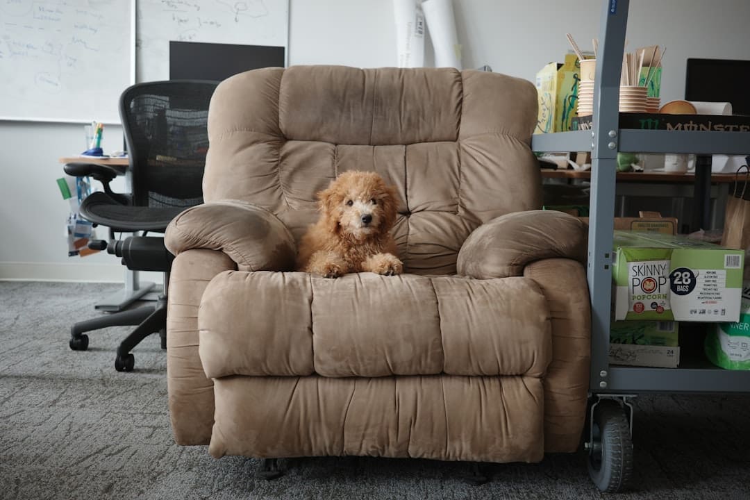 social anxiety. A dog sitting in a recliner chair in an office