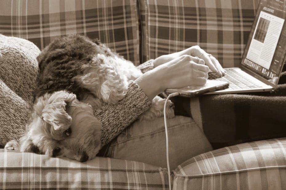 social anxiety — 7 Ways Support Animals Break Social Anxiety's Isolation Cycle