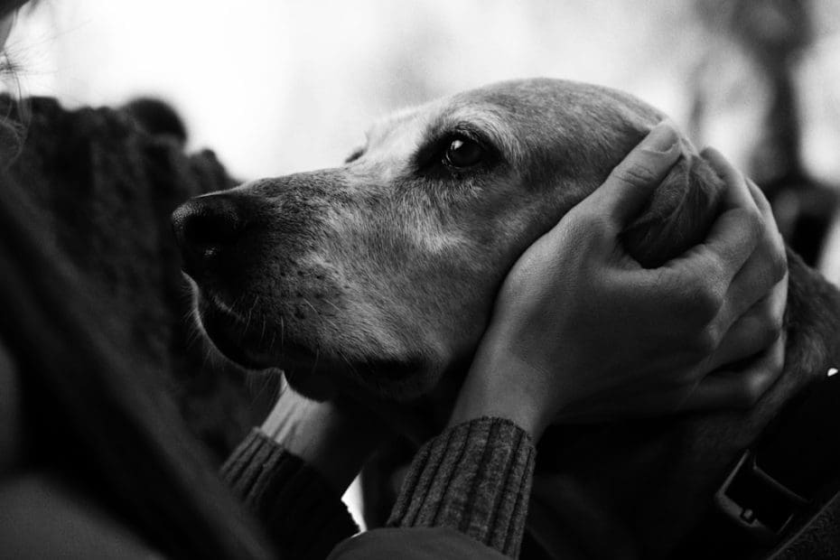 human-animal bond — 5 Science-Backed Ways Support Animals Reduce Anxiety Through the Human-Animal Bond