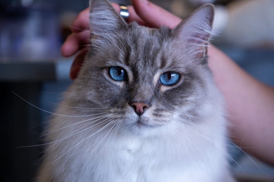 nutrition support animals — 7 Essential Nutrition Tips for Support Animals: Feeding for Calm, Health, and Longevity