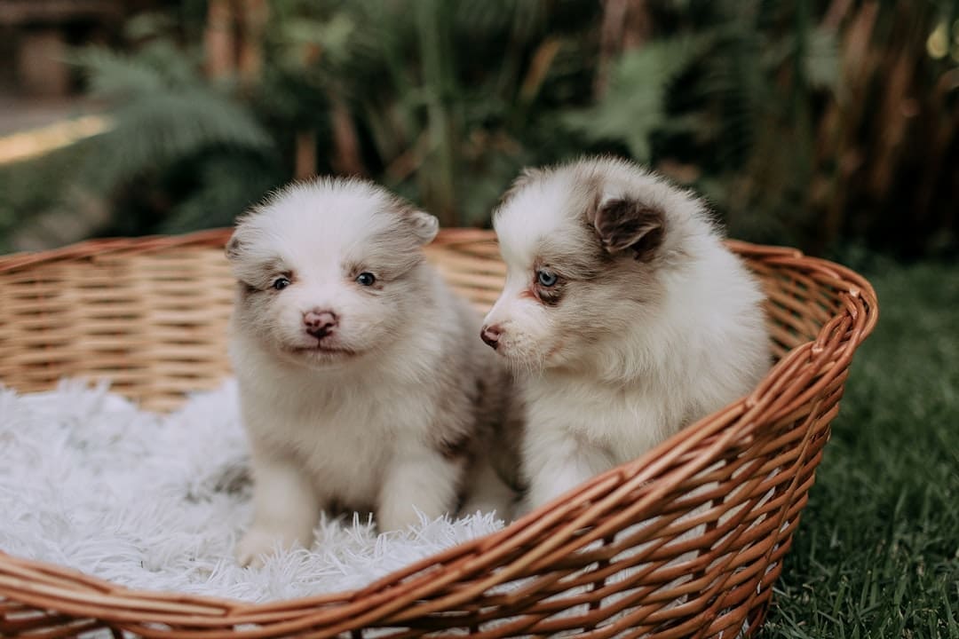 rescue support animal — Two fluffy puppies sit in a woven basket.