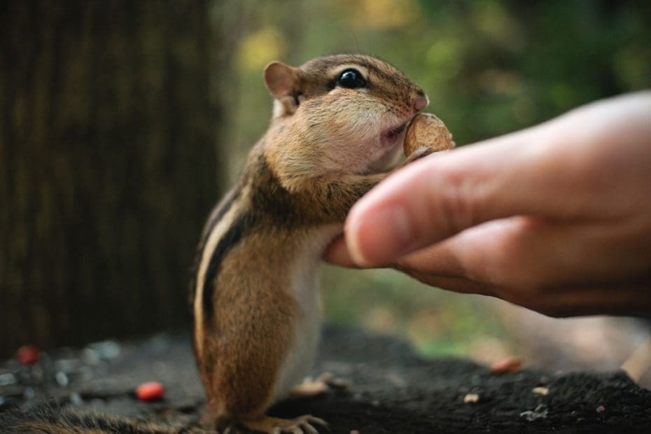 cats support animals — 7 Reasons Cats Make Exceptional Support Animals: The Science Behind Feline Therapy