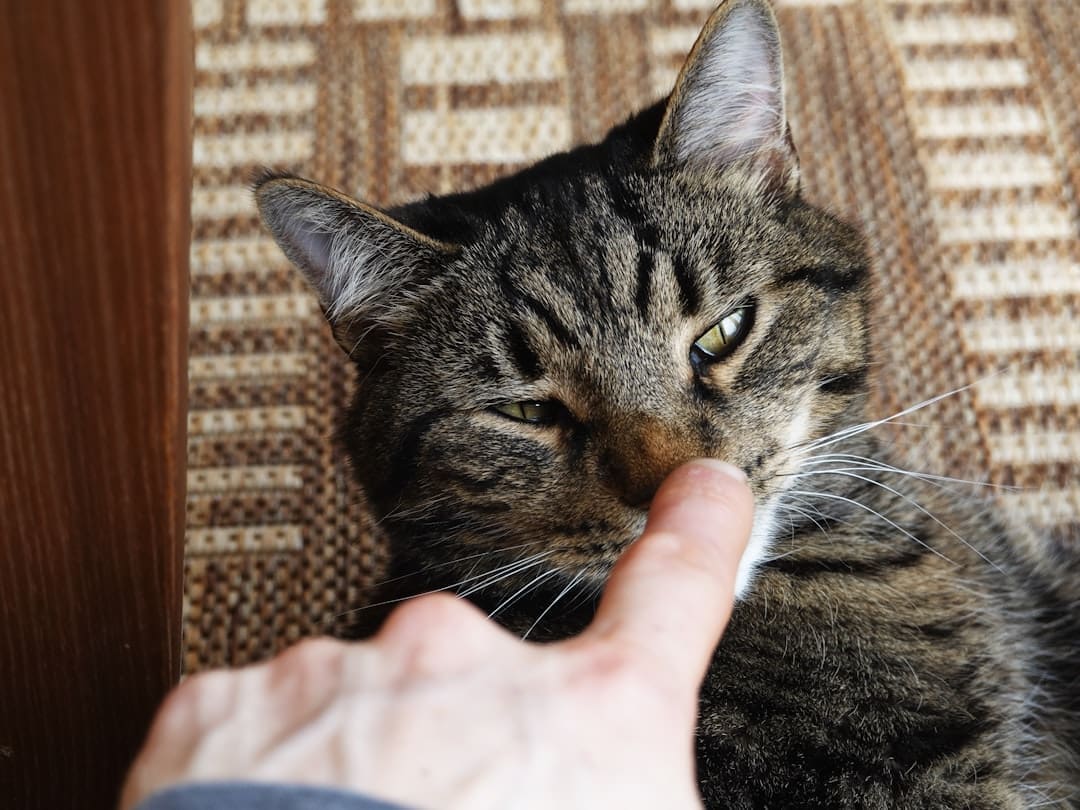 children and pets — A tabby cat with a finger touching its nose.
