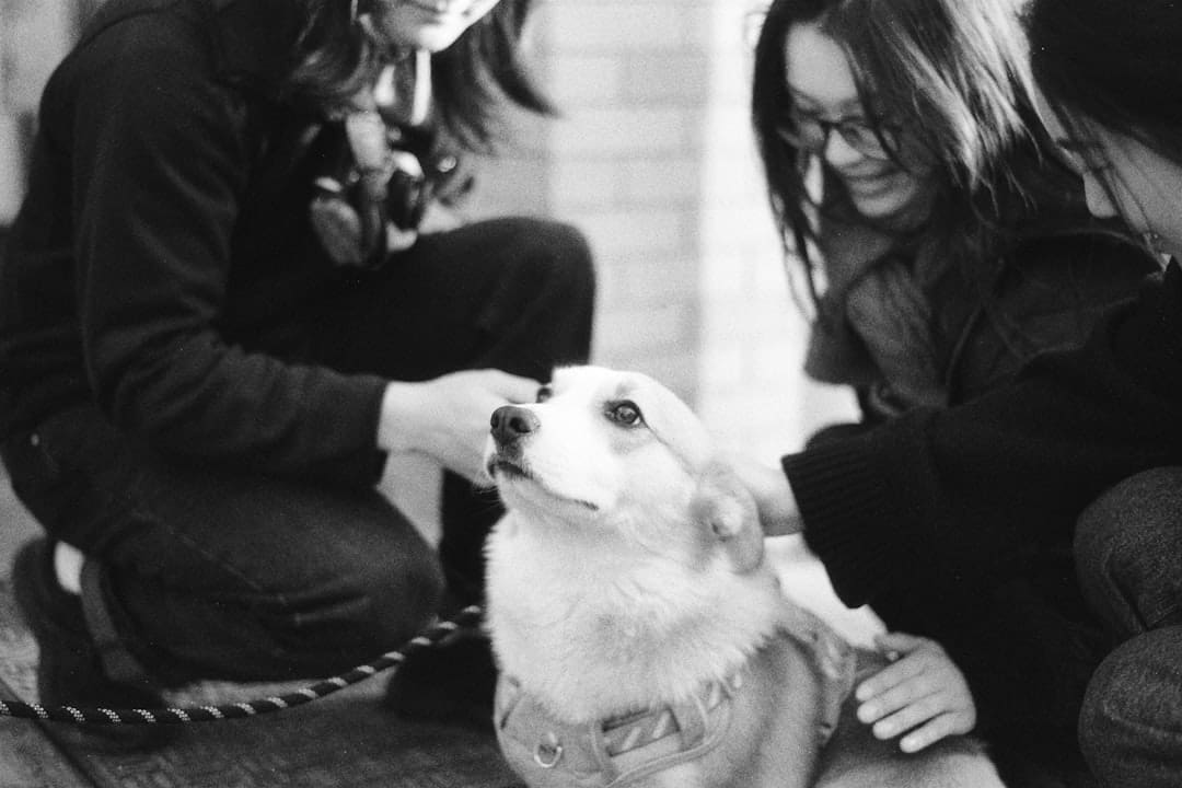 chronic pain — People petting a corgi dog outdoors