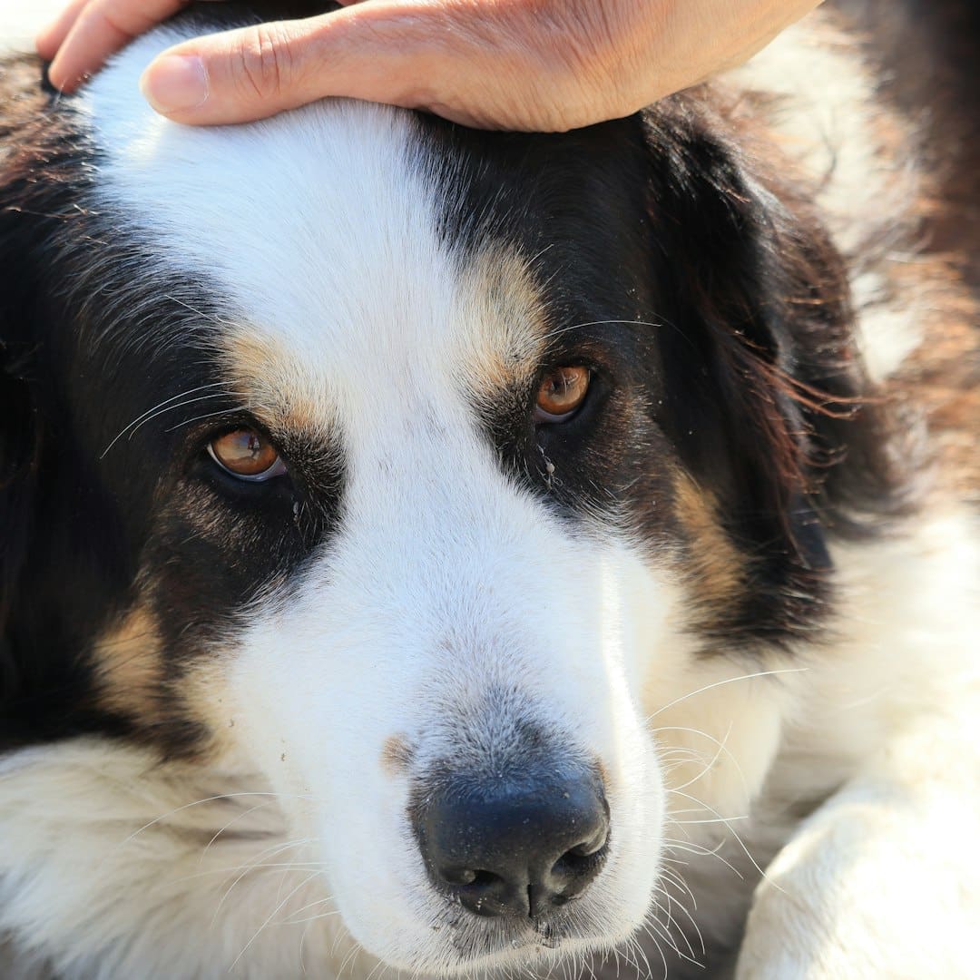 anxiety support animal — A hand pets a dog's head